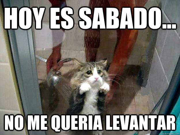 HOY ES SABADO... NO ME QUERIA LEVANTAR  Shower kitty