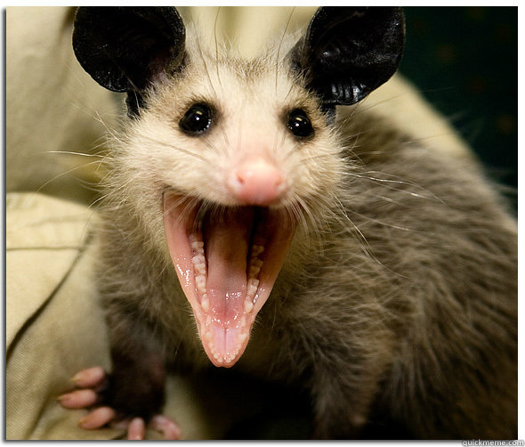    Over-Excited Possum