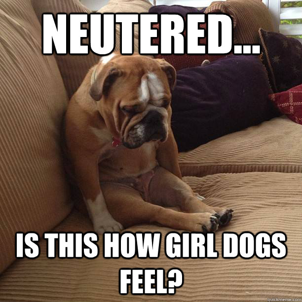 neutered... is this how girl dogs feel? - neutered... is this how girl dogs feel?  depressed dog