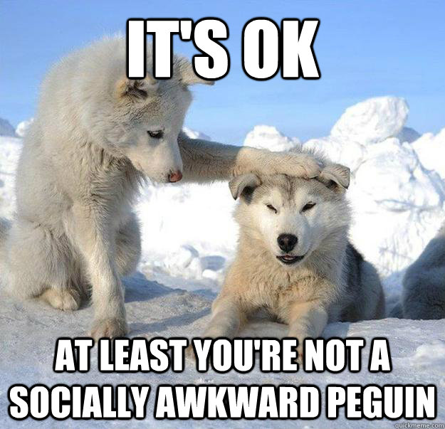 It's ok    at least you're not a socially awkward peguin  Caring Husky