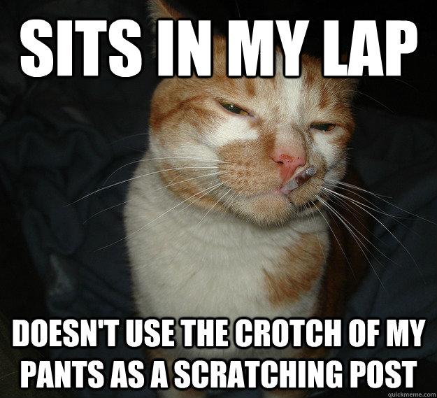 Sits in my lap doesn't use the crotch of my pants as a scratching post  Good Guy Cat