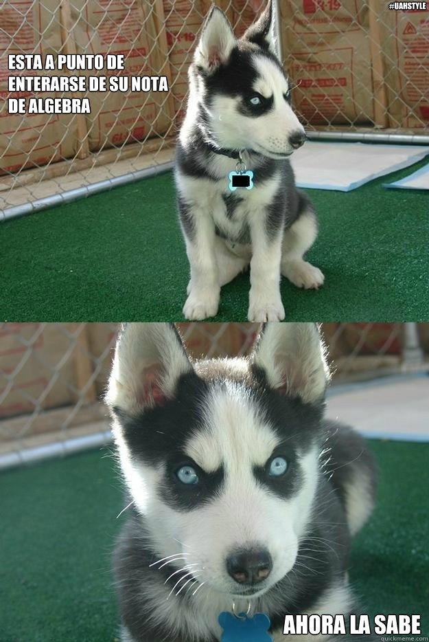 Esta a punto de
enterarse de su nota
de algebra Ahora la sabe #UAHStyle  Insanity puppy