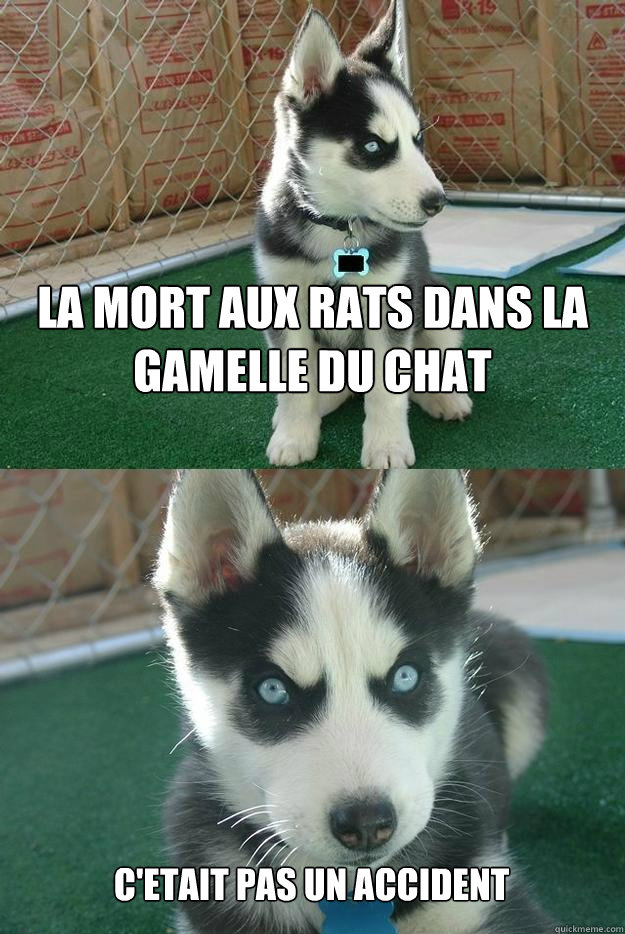 La mort aux rats dans la gamelle du chat c'etait pas un accident  Insanity puppy