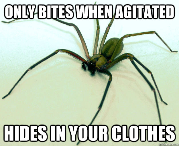 only bites when agitated hides in your clothes  Scumbag Brown Recluse