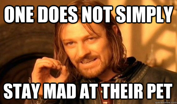 ONE DOES NOT SIMPLY STAY MAD AT THEIR PET  One Does Not Simply