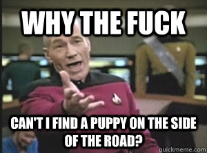 why the fuck can't i find a puppy on the side of the road?  Annoyed Picard