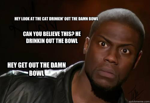 hey look at the cat drinkin' out the damn bowl can you believe this? he drinkin out the bowl HEY GET OUT THE DAMN BOWL  Kevin Hart Yo
