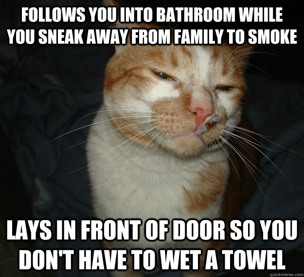 follows you into bathroom while you sneak away from family to smoke lays in front of door so you don't have to wet a towel  Good Guy Cat