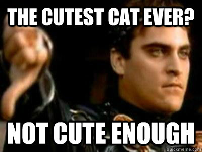 The cutest cat ever? not cute enough  Downvoting Roman
