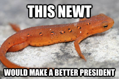 this newt would make a better president  