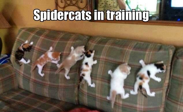 Spider cats in training...  -   Misc