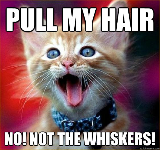 pull my hair no! not the whiskers! - pull my hair no! not the whiskers!  Angry Cat Sex