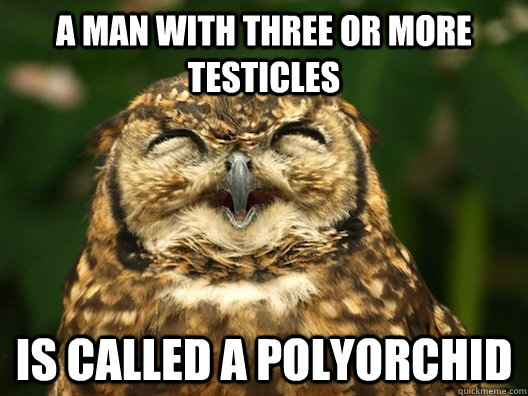 A man with three or more testicles  is called a polyorchid - A man with three or more testicles  is called a polyorchid  Useless Fact Owl