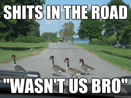 shits in the road 