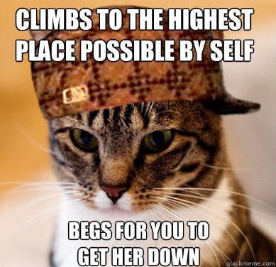 Climbs to the highest place possible by self Begs for you to get her down  Scumbag Cat
