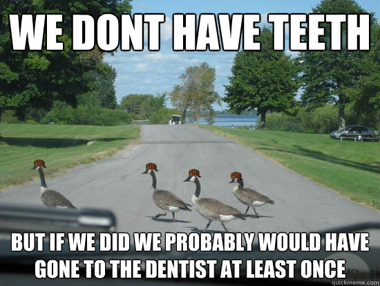 We dont have teeth but if we did we probably would have gone to the dentist at least once  Scumbag Geese