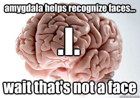 amygdala helps recognize faces... wait that's not a face .I.  Scumbag Brain