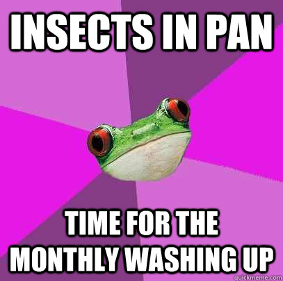 Insects in pan time for the monthly washing up - Insects in pan time for the monthly washing up  Foul Bachelorette Frog