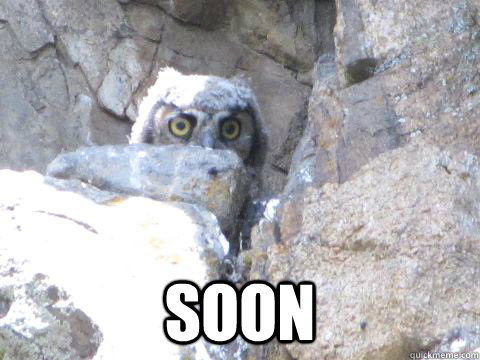 Soon - Soon  Scheming Owl