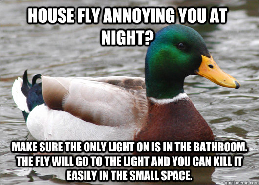 House fly annoying you at night? Make sure the only light on is in the bathroom. The fly will go to the light and you can kill it easily in the small space.  Actual Advice Mallard