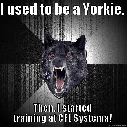 I USED TO BE A YORKIE.  THEN, I STARTED TRAINING AT CFL SYSTEMA! Insanity Wolf