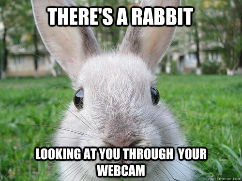 There's a rabbit Looking at you through  your webcam  Rabbit webcam
