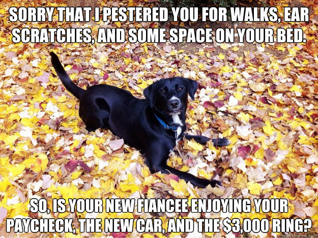 Sorry that I pestered you for walks, ear scratches, and some space on your bed. So, is your new fiancee enjoying your paycheck, the new car, and the $3,000 ring?  Guilt Giving Good Dog