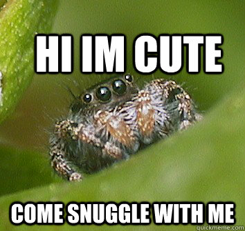 hi im cute come snuggle with me - hi im cute come snuggle with me  Misunderstood Spider