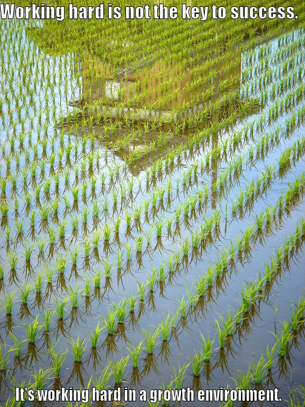 WORKING HARD IS NOT THE KEY TO SUCCESS.   IT’S WORKING HARD IN A GROWTH ENVIRONMENT.   Misc