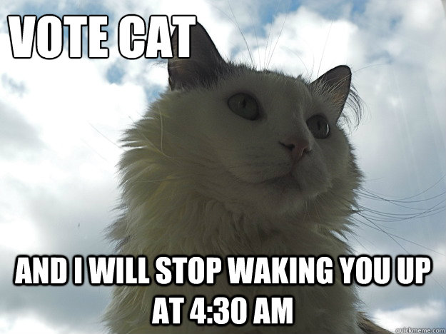 vote cat and I will stop waking you up at 4:30 am  