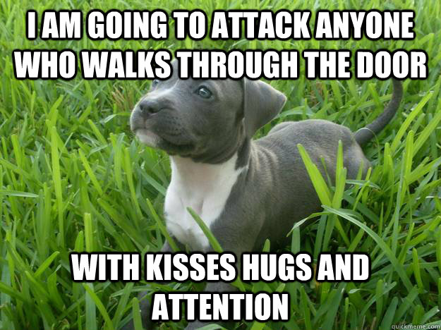 I AM GOING TO ATTACK ANYONE WHO WALKS THROUGH THE DOOR WITH KISSES HUGS AND ATTENTION - I AM GOING TO ATTACK ANYONE WHO WALKS THROUGH THE DOOR WITH KISSES HUGS AND ATTENTION  Killer Pit Bull Puppy