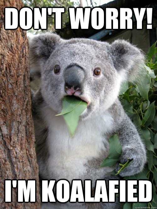 Don't worry! I'm koalafied - Don't worry! I'm koalafied  Confounded Koala