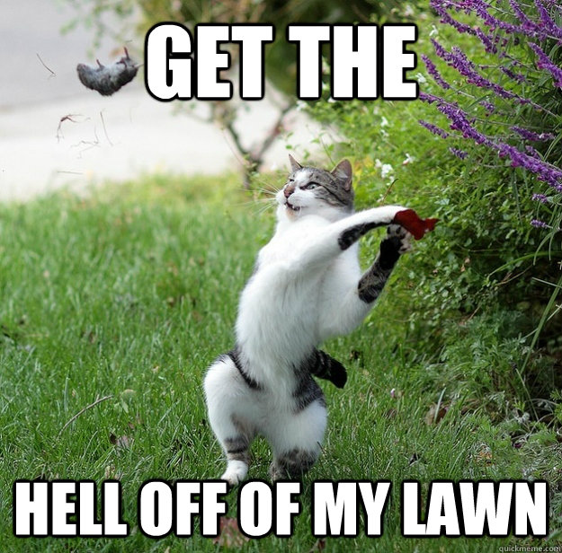 get the hell off of my lawn  Get Off Of My Lawn Cat