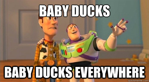 baby ducks baby ducks everywhere  Buzz Kill