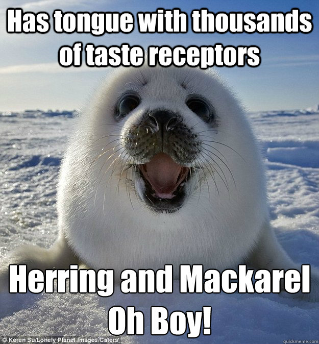 Has tongue with thousands of taste receptors Herring and Mackarel
Oh Boy!  Easily Pleased Seal