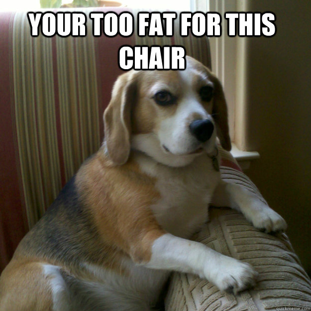 your too fat for this chair   judgmental dog