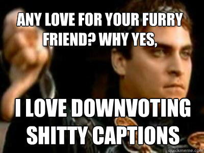 Any love for your furry friend? Why yes, I love downvoting shitty captions  Downvoting Roman