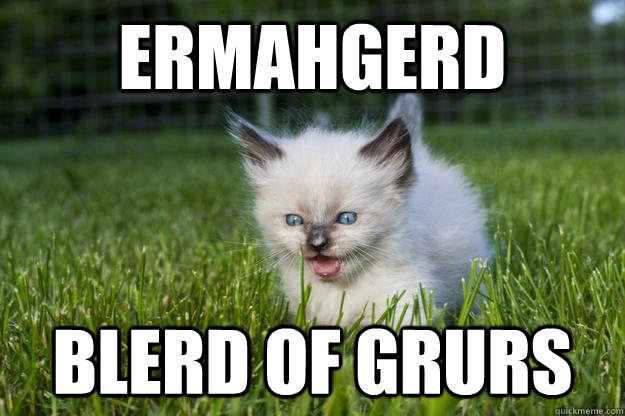ERMAHGERD BLERD OF GRURS - ERMAHGERD BLERD OF GRURS  Berks Cat