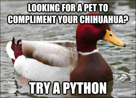 looking for a pet to compliment your chihuahua? try a python  Malicious Advice Mallard