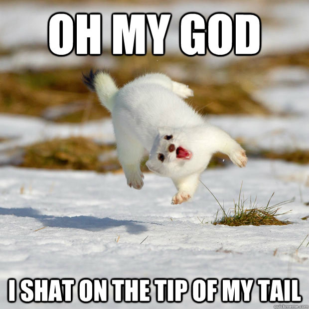 oh my god i shat on the tip of my tail  happy ferret