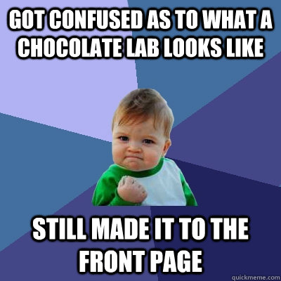 got confused as to what a chocolate lab looks like still made it to the front page  Success Kid