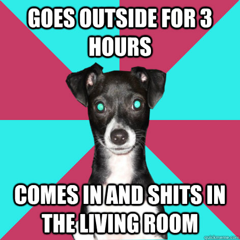 Goes outside for 3 hours Comes in and shits in the living room  