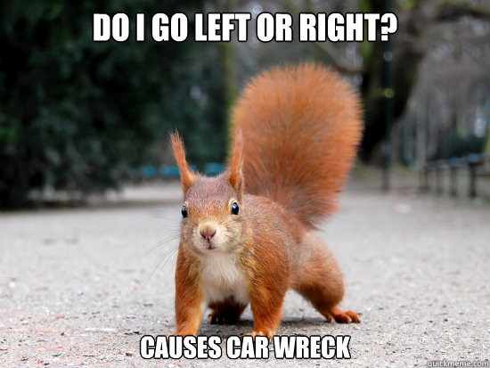 Do I go left or right? Causes car wreck  Indecisive Squirrel
