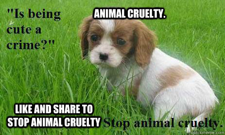 animal cruelty. Bottom caption like and share to stop animal cruelty  