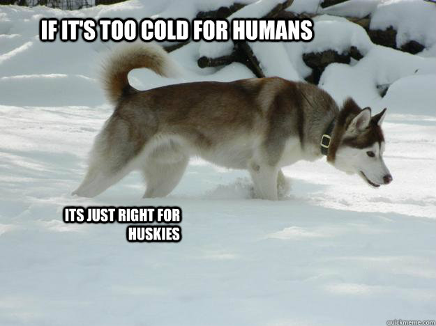 If it's too cold for humans its just right for huskies  
