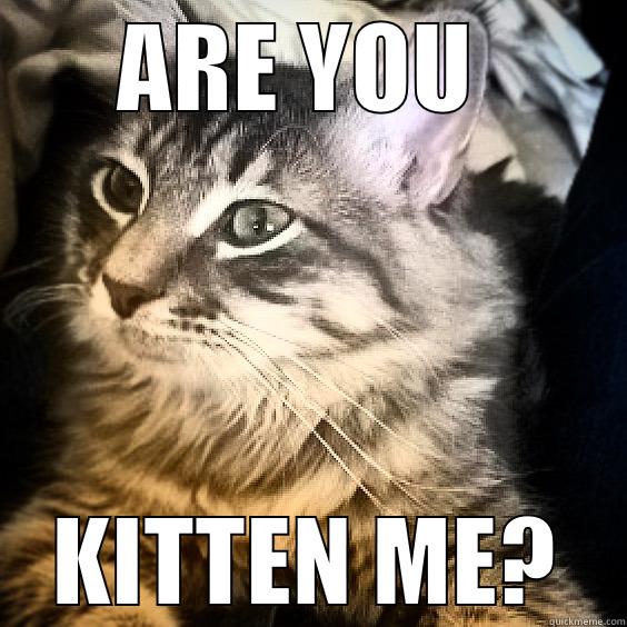 ARE YOU  KITTEN ME? Misc