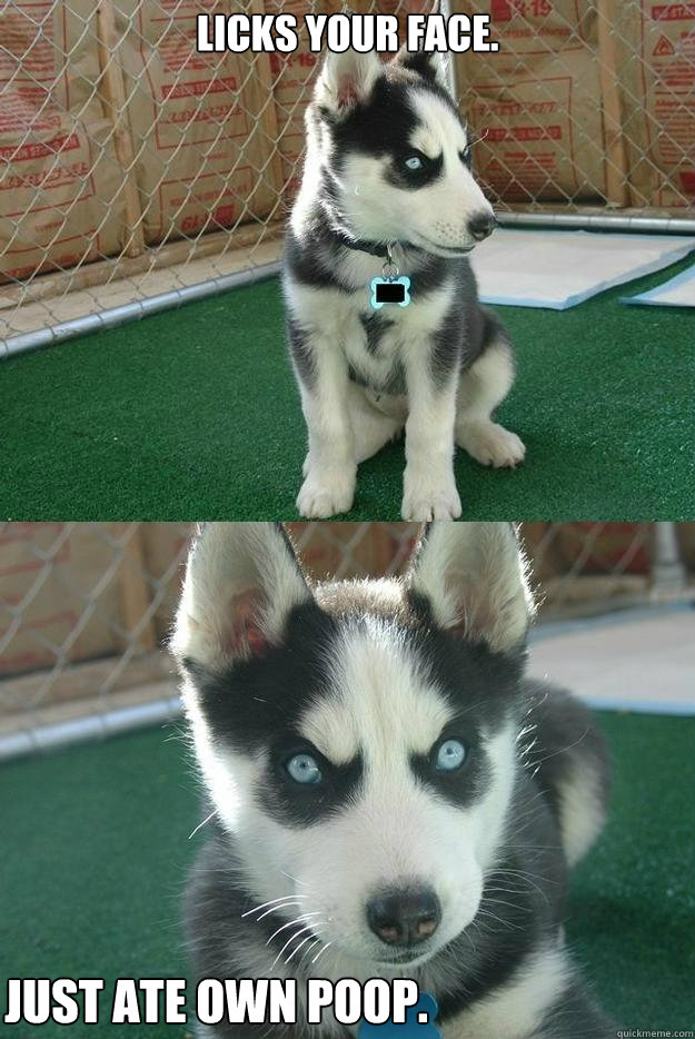 Licks your face. Just ate own poop.  Insanity puppy