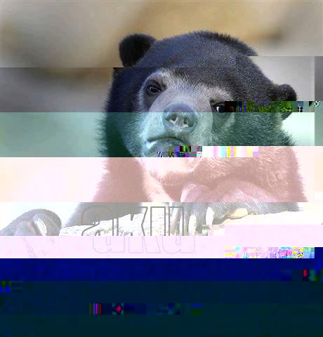  AKU RAPOPO Confession Bear