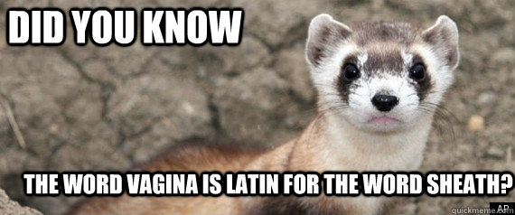 Did you know the word vagina is latin for the word sheath? - Did you know the word vagina is latin for the word sheath?  Fun-Fact-Ferret