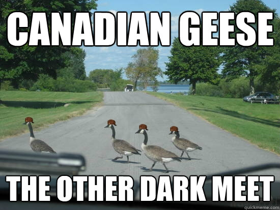 Canadian Geese The Other Dark Meet  Scumbag Geese